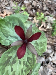 Trillium maculatum