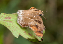 Odontoptilum angulata