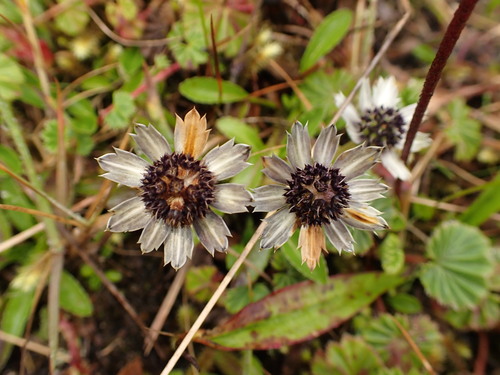 Image of Eryngium humile by (c) agujaceratops, some rights reserved (CC BY)