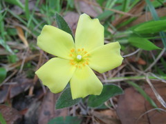 Crocanthemum carolinianum
