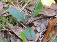 Crocanthemum carolinianum