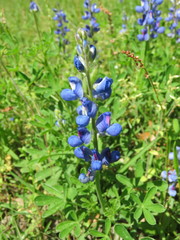 Lupinus subcarnosus