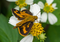 Taractrocera archias