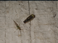 Colladonus montanus reductus