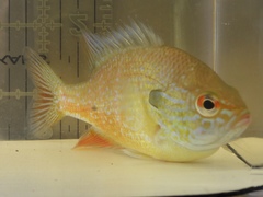Lepomis marginatus