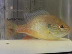 Lepomis marginatus