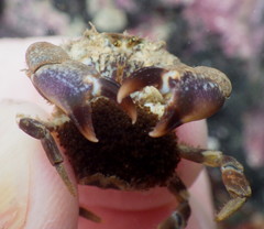 Lophopanopeus leucomanus