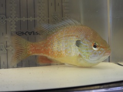 Lepomis marginatus