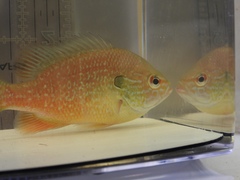 Lepomis marginatus