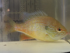 Lepomis marginatus