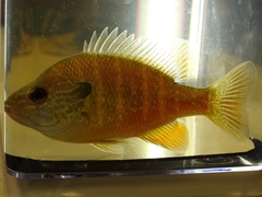 Lepomis marginatus