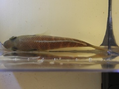 Lepomis marginatus