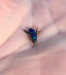 Chrysidoidea