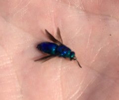 Chrysidoidea