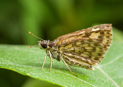Ampittia dioscorides
