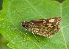 Ampittia dioscorides