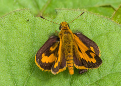 Taractrocera archias