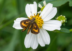 Taractrocera archias