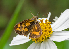 Taractrocera archias