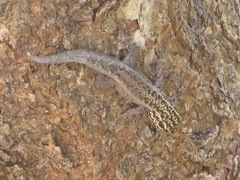 Lygodactylus keniensis