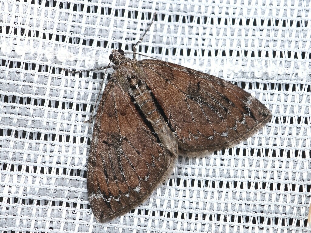 Heterothera postalbida