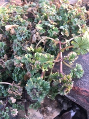 Lamium amplexicaule