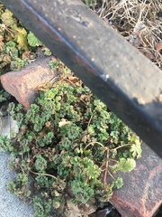 Lamium amplexicaule