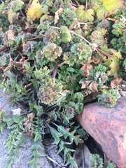Lamium amplexicaule