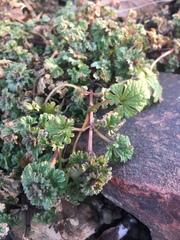 Lamium amplexicaule