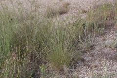 Nassella pulchra