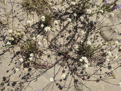 Chaenactis fremontii