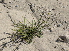 Chorizanthe brevicornu