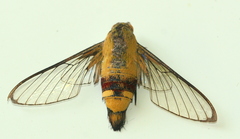 Cephonodes hylas virescens