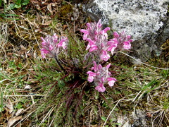 Pedicularis rosea