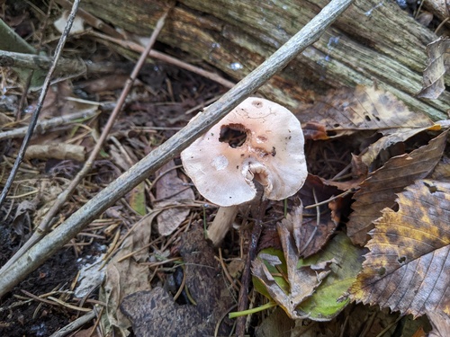 Hebeloma excedens