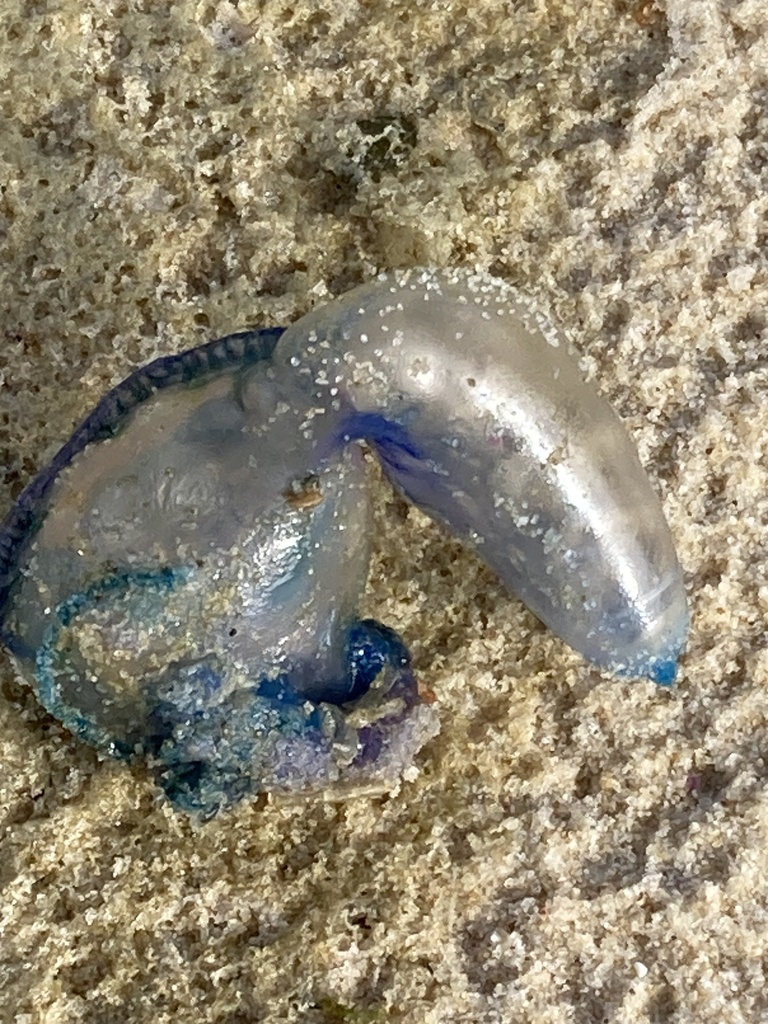 Portuguese Man o' War from Cellito Beach, Sandbar, NSW, AU on October