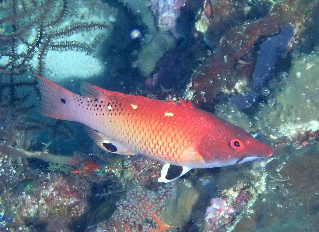 False Diana's Pigfish