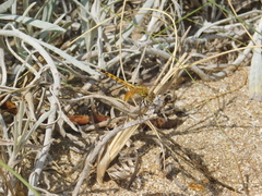 Erythrodiplax corallina