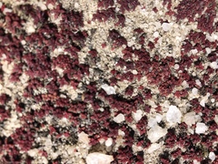 Crassula setulosa deminuta