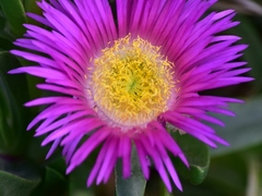 Carpobrotus acinaciformis