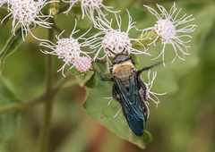 Campsomeriella