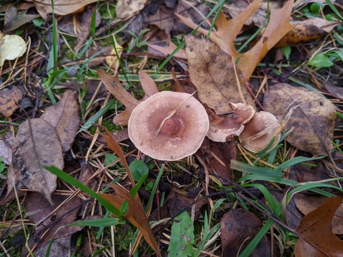 Hebeloma excedens (Photo 2 of 3)