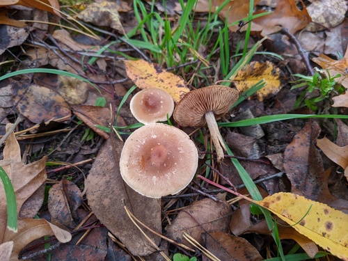 Hebeloma excedens