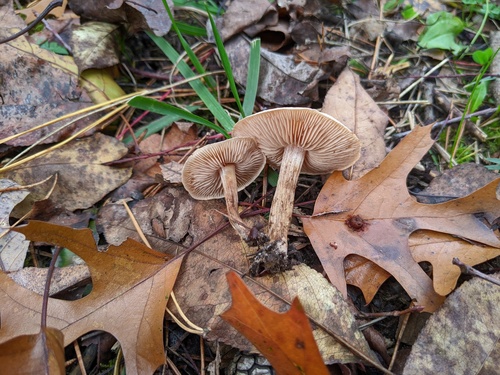 Hebeloma excedens (Photo 3 of 3)