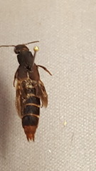 Platydracus mysticus
