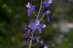 Delphinium hesperium
