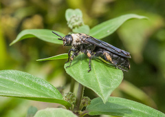 Campsomeriella