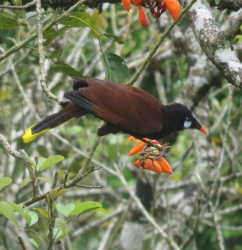 Montezuma Oropendola