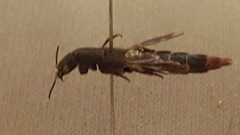 Platydracus mysticus