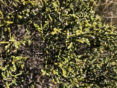 Passerina montana